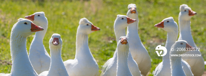 white geese on the farm