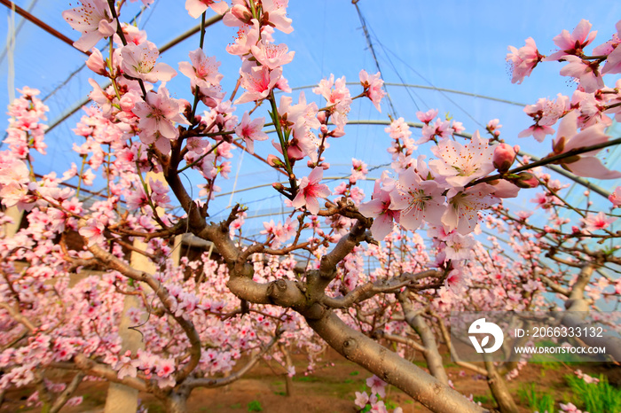 The peach trees in the greenhouse are in blossom