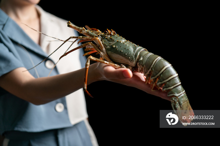 Fresh raw lobster in the woman hands. Spiny lobster.