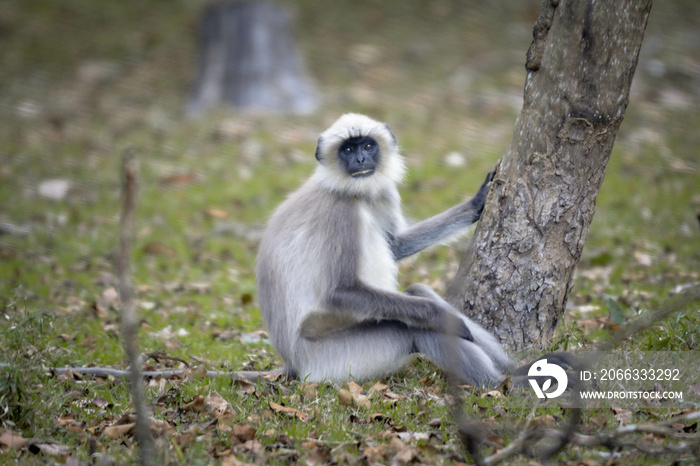 Black face, long-tailed gray langurs, also called Hanuman langurs or Hanuman monkeys in Bhandipur reserve forest in India