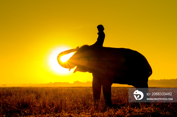 Elephant standing in a rice field with the mahout