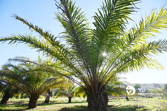 Palm tree in the palm garden with beautiful palm leaves nature and sunlight morning sun, palm oil plantation growing up farming for agriculture Asia