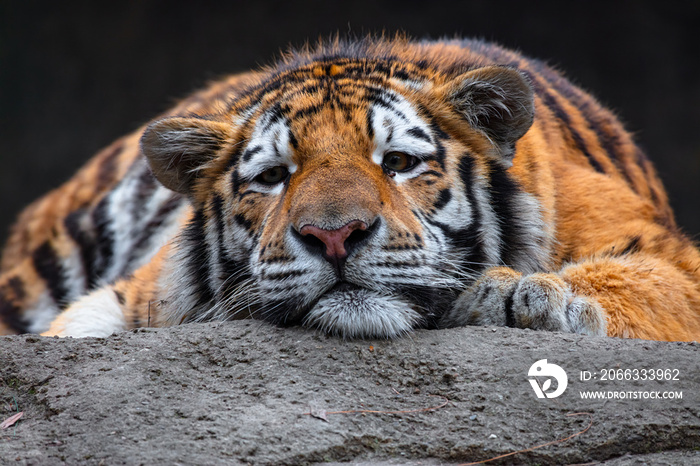 tiger resting in the sun