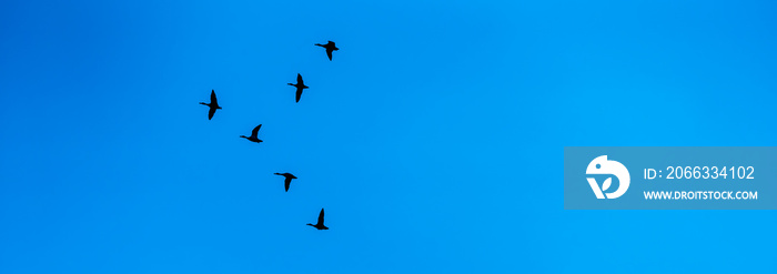 Silhouette of birds flying into the south, blue sky panorama