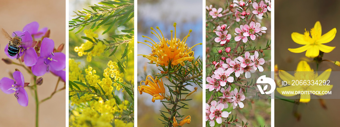 Panoramic set of Australian wildflowers