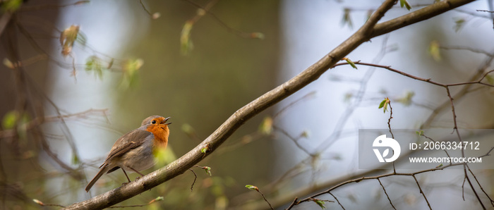 The European robin (Erithacus rubecula) known simply as the robin or robin redbreast