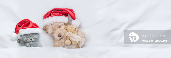 Cute kitten and Goldust Yorkshire terrier puppy  wearing santa hats sleep together under a white blanket on a bed at home with toy bear. Top down view. Empty space for text