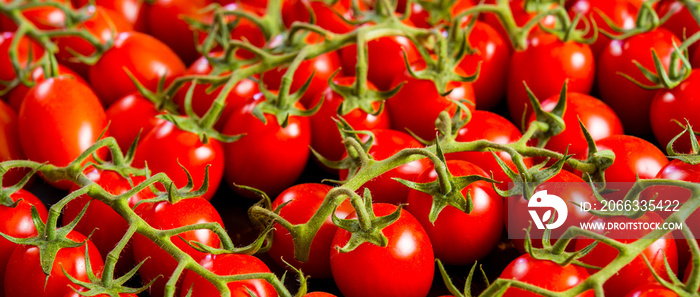 Close-up shot of fresh bio tomatoes. BIO vegetables from vilage garden.