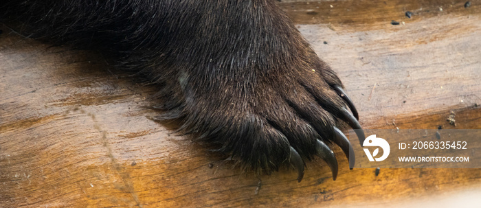 close up on european brown bear paws