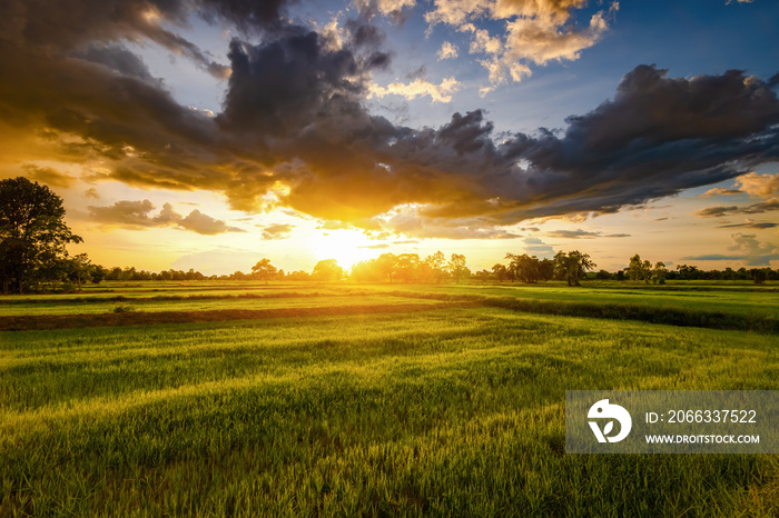 Rice field and sky background at sunset time.