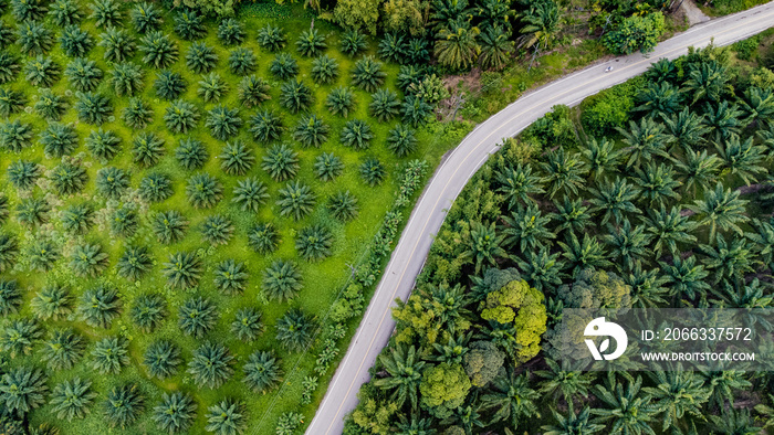 Aerial view of beautiful road cuts through the middle of an oil palm plantation in Thailand, South east asia