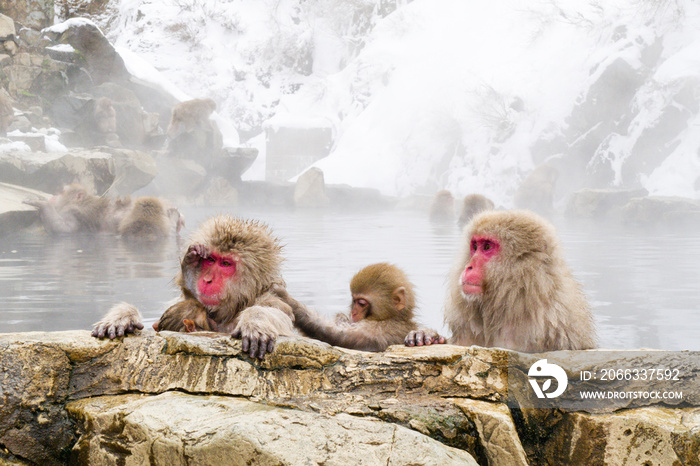 Snow monkeys sitting in the hot springs