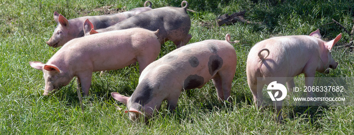 Glückliche Bio-Ferkel auf der Wiese-Banner