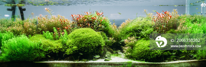 Aquarium algae, elements of flora in fishbowl