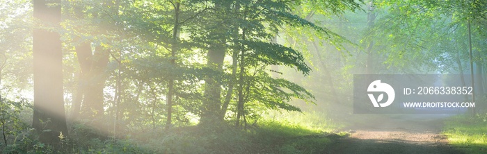 Pathway in a majestic green deciduous forest. Natural tunnel. Mighty tree silhouettes. Fog, sunbeams, soft sunlight. Atmospheric dreamlike summer landscape. Pure nature, ecology, fantasy, fairytale