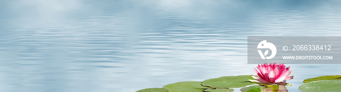 lotus flower on water background