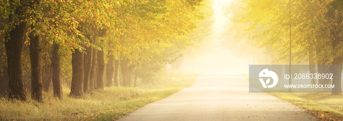 Single lane rural road (alley) through the mighty trees. Natural tunnel. Sunlight, sunbeams, fog, shadows. Fairy autumn scene. Hope, heaven concepts. Nature, ecology, walking, cycling