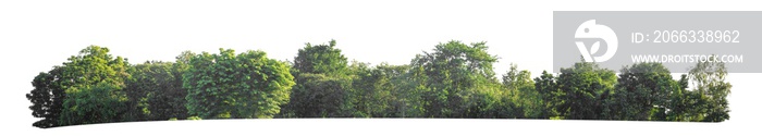 Green trees isolated on white background. forest and leaves in summer rows of trees and bushes