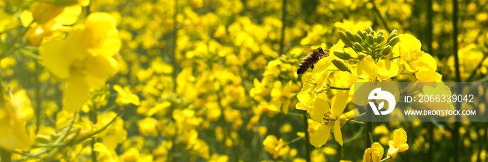 Summer yellow background. A bee on a flower of a rape and a blurred rapeseed field. Brassica napus. Beekeeping and oilseeds. Banner size. Copy space