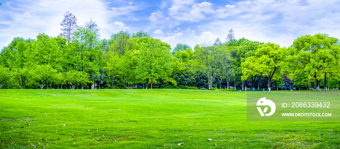 Park green trees