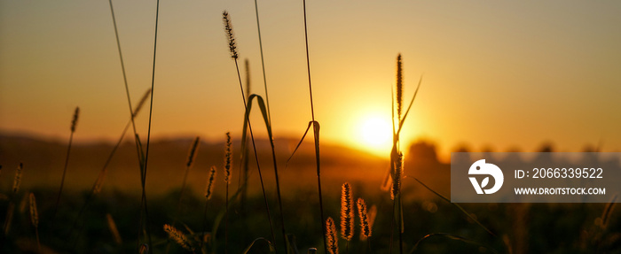 sunset in the grass