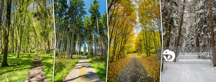 Four season collage from vertical banners with roads in forest