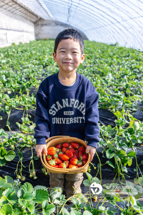 一个小男孩在采摘园抱着一篮子草莓
