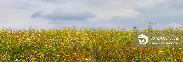 Overgrown with wild flowers and weeds field with a gloomy cloudy sky