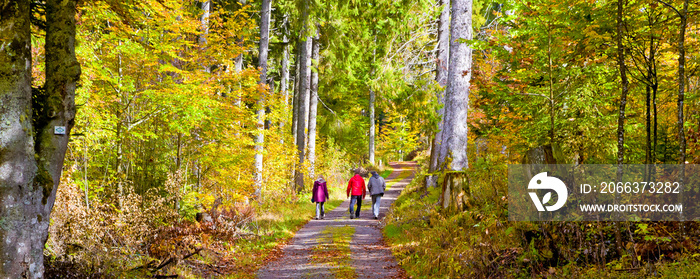 Wandern im Schwarzwald - Hochschwarzwald Nahe Schluchsee