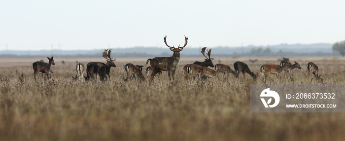 fallow deer large herd