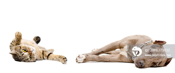 Dog breed pit bull and Scottish Straight cat sleeping together, isolated on white background