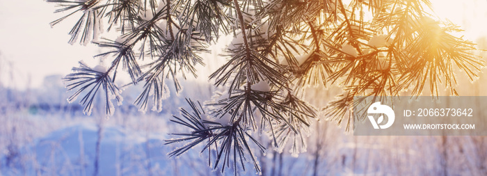 winter forest with frost