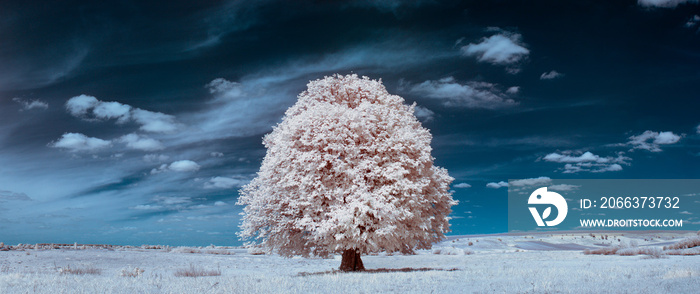 White tree