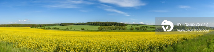 panorama view of landscape with yellow rape field, meadows and forests