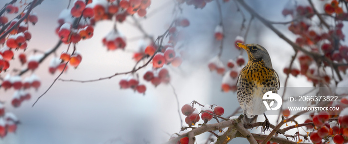 Fieldfare, Turdus pilaris, bird sitting on the hawthorn branch and eating berries in winter time