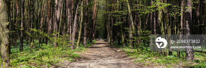 panorama of footpath in the forest on sunny summer day
