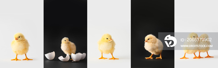 Collage with cute chicks on black and white background