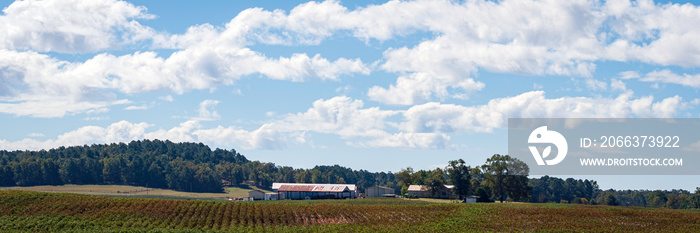 Web banner of a cotton farm landscape