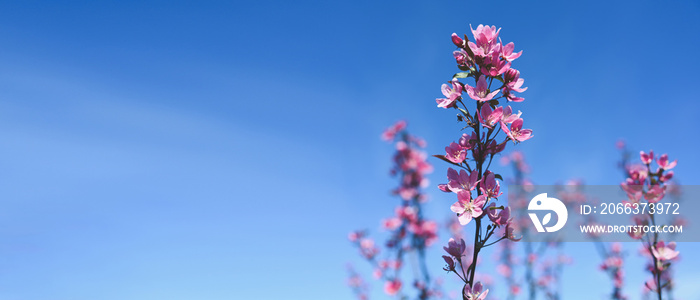 Banner Spring border or background with pink blossom. Beautiful nature scene with blooming tree branch and blue sky. Spring flowers apple cherry sakura Springtime. Copy space, free space for text