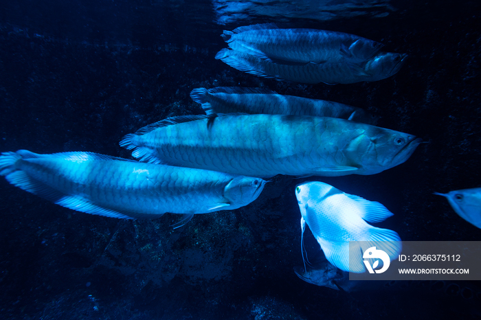 水族馆里的鱼