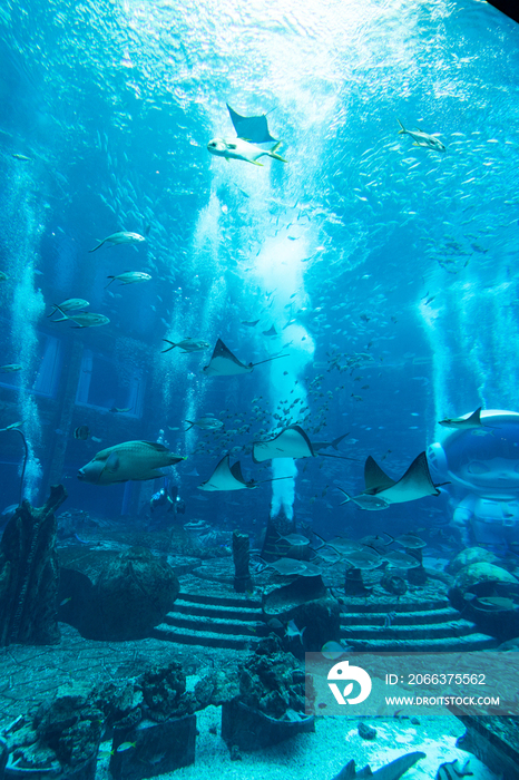 亚特兰蒂斯酒店水族馆