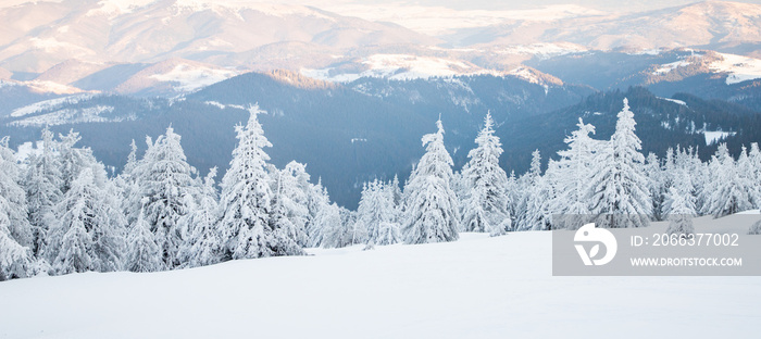 amazing winter landscape with snowy fir trees