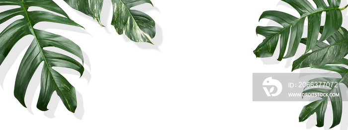 Tropical palm leaves Monstera(Epipremnum Pinnatum Variegated) on white background. Flat lay, top view. Space for design