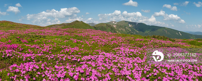 Blossoming slopes (rhododendron flowers) of Carpathian mountains.