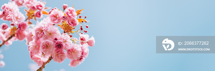 Beautiful nature scene with branches of blooming cherry tree in spring. Sakura flowers in bloom.