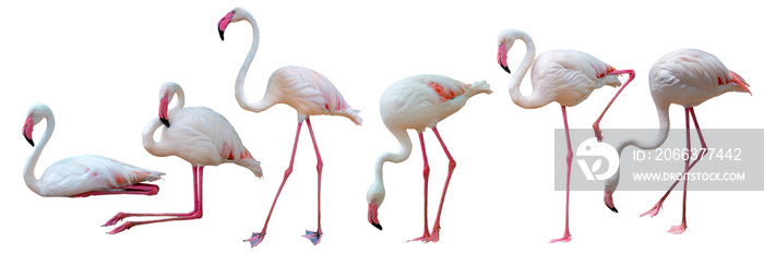 Set of Flamingos in different positions isolated on white background