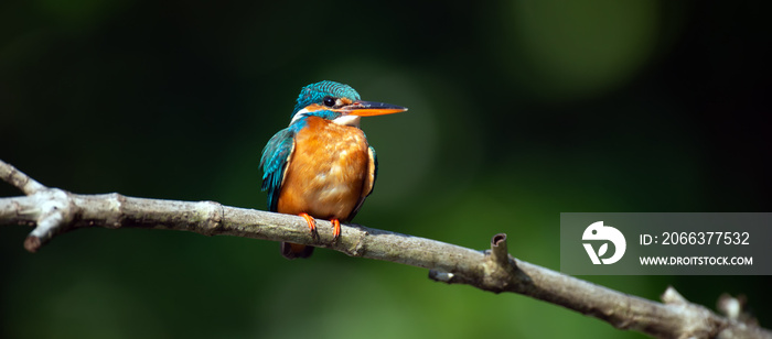 Blue Kingfisher bird