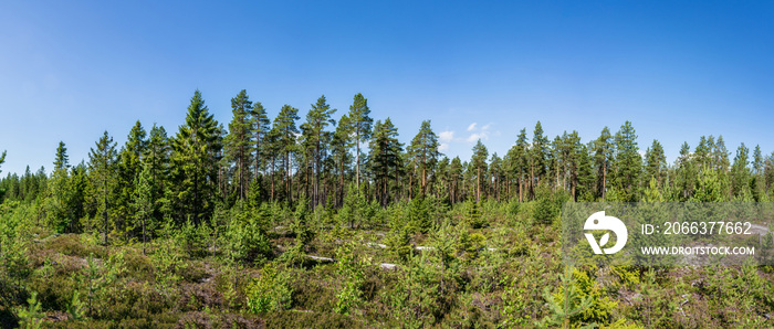 Summer day panorama of younger small pine trees in front of older forest. Hot summer day in wilderness of Lapland, Sweden