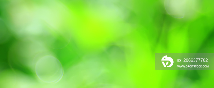 green background, panoramic view long blurred gradient green summer abstract