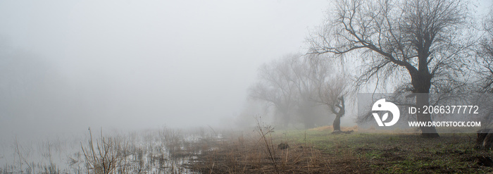 Spooky autumn landscape showing wild forest and swamp in mist